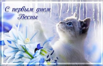 Кошки с книжной обложки