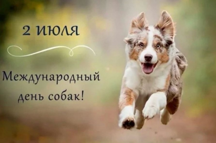 «Пушистое счастье»